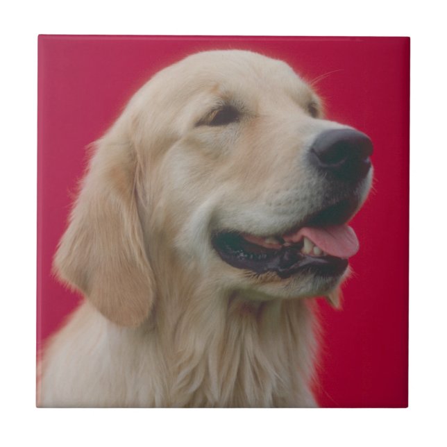 Carreau En Céramique Tuile de golden retriever (Devant)