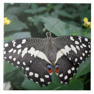 Carreau En Céramique Tuile de papillon de chaux et de fleurs