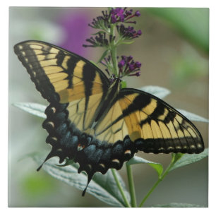Carreau En Céramique Tuile de papillon Swallower