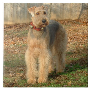 Carreau En Céramique Tuile de photo de chien d'Airedale Terrier