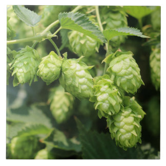 Carreau En Céramique Tuile de photo de l'art d'houblon (houblon