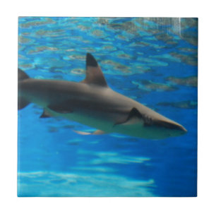 Carreau En Céramique Tuile de requin de natation