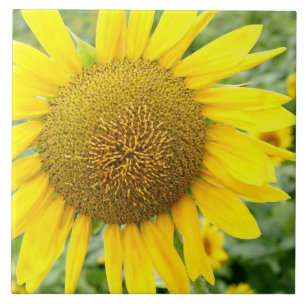 Carreau En Céramique Tuile de tournesol en céramique 6 pouces