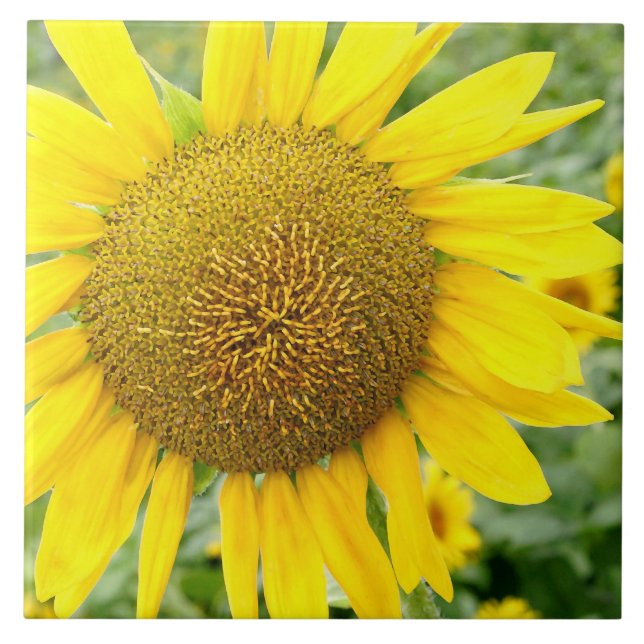 Carreau En Céramique Tuile de tournesol en céramique 6 pouces (Devant)