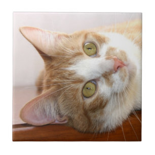 Carreau En Céramique Tuile de visage de chat tigré