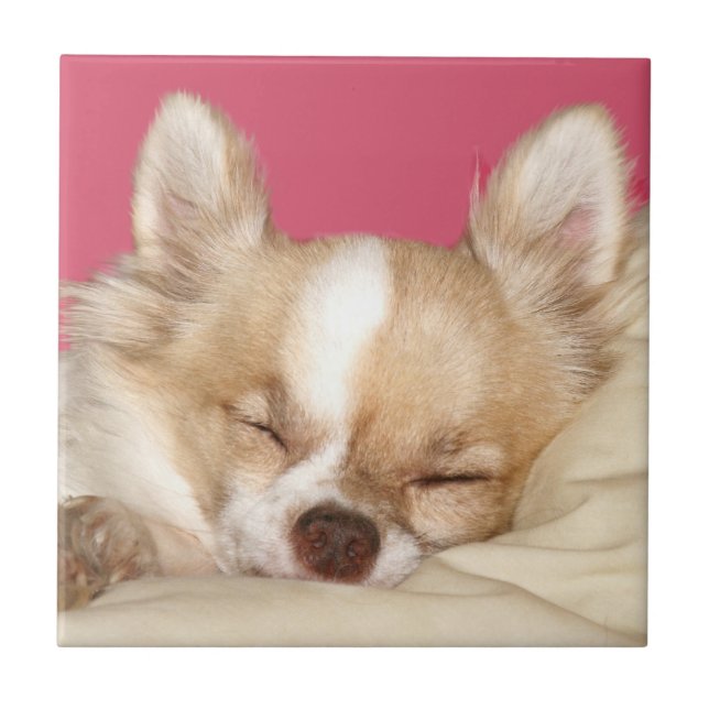 Carreau En Céramique Tuile de visage de chiwawa (Devant)