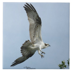 Carreau En Céramique Tuile de vol d'oiseau de balbuzard
