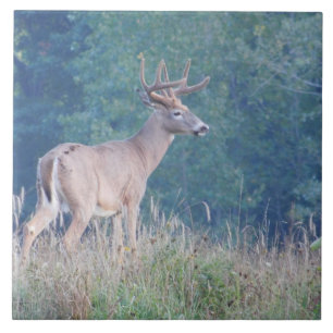 Carreau En Céramique Tuile décorative de cerf de Virginie (profil)