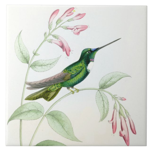 Carreau En Céramique Tuile des colibris de Goulds (Devant)