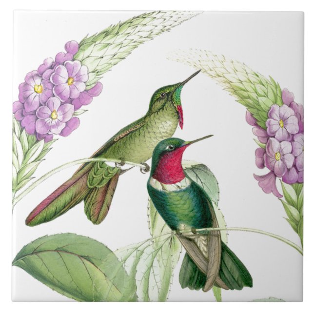 Carreau En Céramique Tuile des colibris de Goulds (Devant)