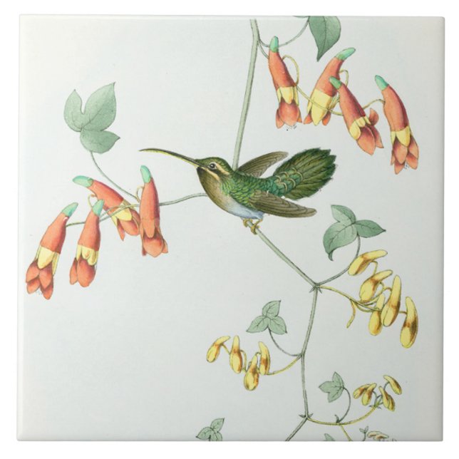 Carreau En Céramique Tuile des colibris de Goulds (Devant)