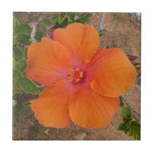Carreau En Céramique Tuile d'Hibiscus orange