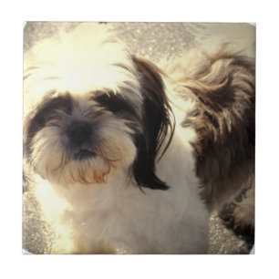 Carreau En Céramique Tuile du chien Shih-Tsu