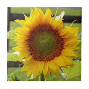 Carreau En Céramique Tuile en céramique de tournesol