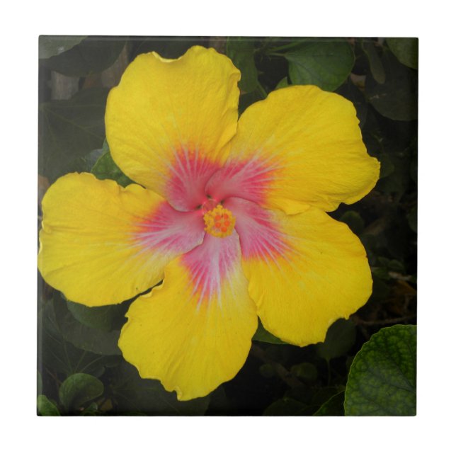 Carreau En Céramique Tuile florale Hawaï de ketmie jaune tropicale (Devant)