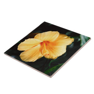 Carreau En Céramique Tuile jaune de fleur de ketmie