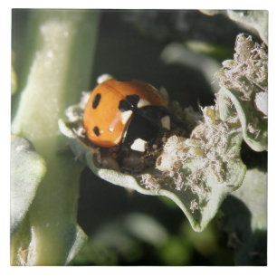 Carreau En Céramique Tuile Ladybug 7 points britannique