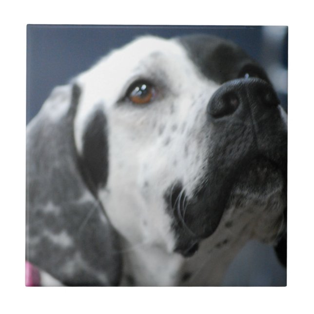 Carreau En Céramique Tuile noire et blanche de chien d'indicateur (Devant)