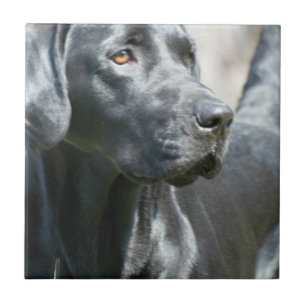 Carreau En Céramique Tuile noire vigilante de chien de labrador