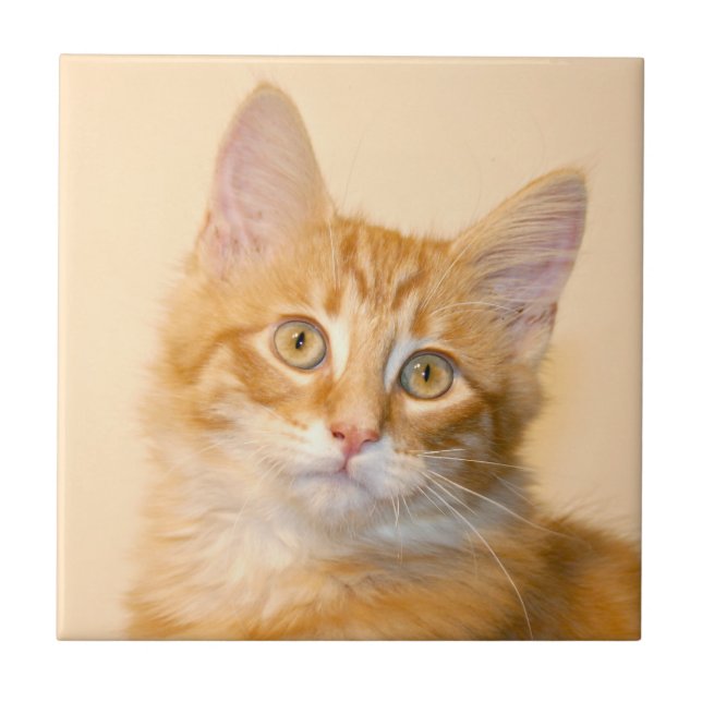 Carreau En Céramique Tuile tigrée orange de chaton (Devant)
