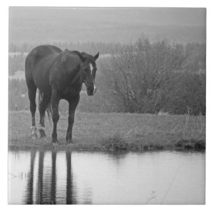 Carreau En Céramique Tuile tranquille de photo de cheval de ~ de