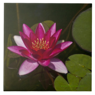Carreau En Céramique tuile/trivet, "PINK LOTUS BLOSSOM"