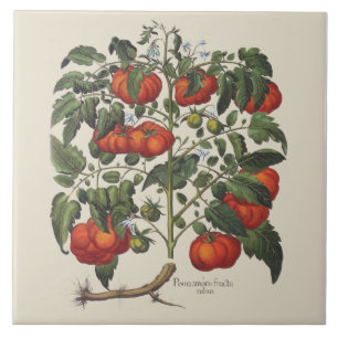 Carreau En Céramique Tuile vintage d'impression de tomate