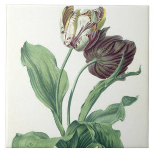 Carreau En Céramique Tulipe de jardin, de "opéra Botanica", gravé par