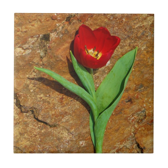 Carreau En Céramique Tulipe jaune et rouge (Devant)