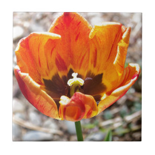 Carreau En Céramique Tulipe orange