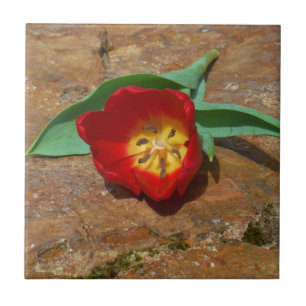Carreau En Céramique Tulipe rouge du printemps