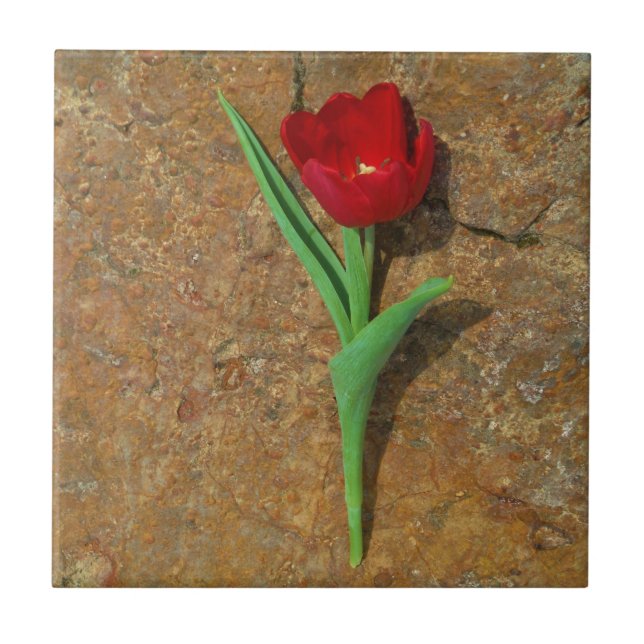 Carreau En Céramique Tulipe rouge et jaune (Devant)