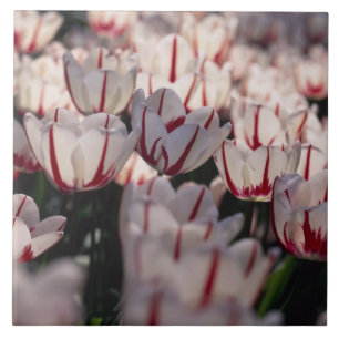 Carreau En Céramique Tulipes