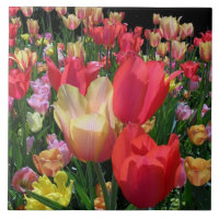 Tulipes de ressort