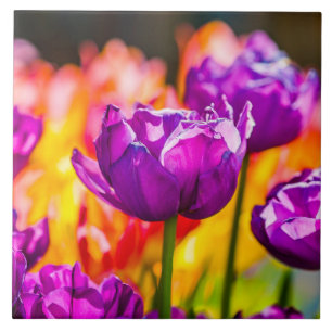 Carreau En Céramique Tulipes Enchantant violet