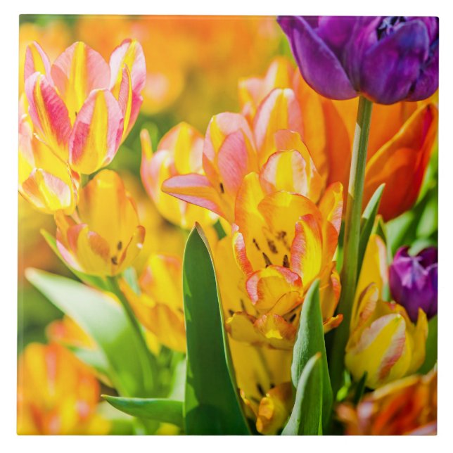Carreau En Céramique Tulipes Enchanter 01 (Devant)
