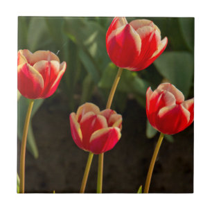 Carreau En Céramique Tulipes, Festival des Tulipes, Woodburn, Oregon, É