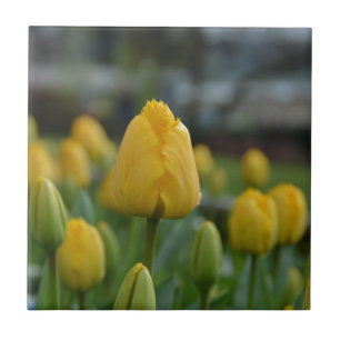 Carreau En Céramique Tulipes jaunes sur le terrain
