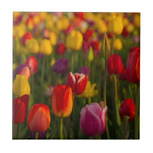 Carreau En Céramique Tulips, Tulip Festival, Woodburn, Oregon, USA 2
