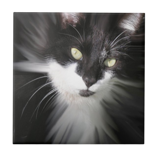 Carreau En Céramique Tuxedo Cat en céramique (Devant)