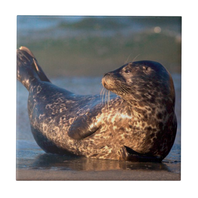 Carreau En Céramique Un bébé phoque levant sa queue (Devant)