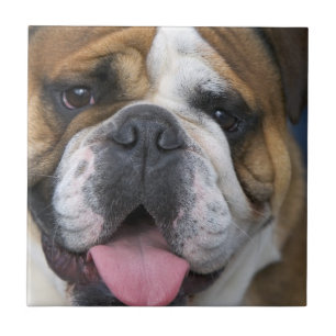 Carreau En Céramique Un bulldog anglais en Belgique