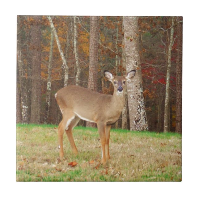 Carreau En Céramique Un cerf de rêve de chasseur (Devant)