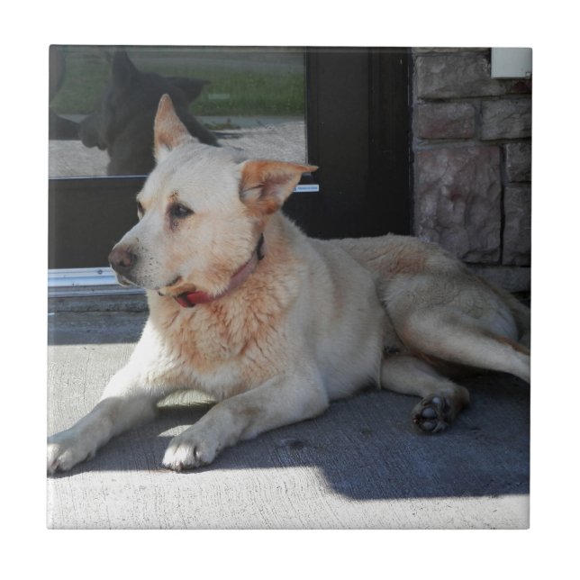 Carreau En Céramique Un chien avec l'histoire (Devant)