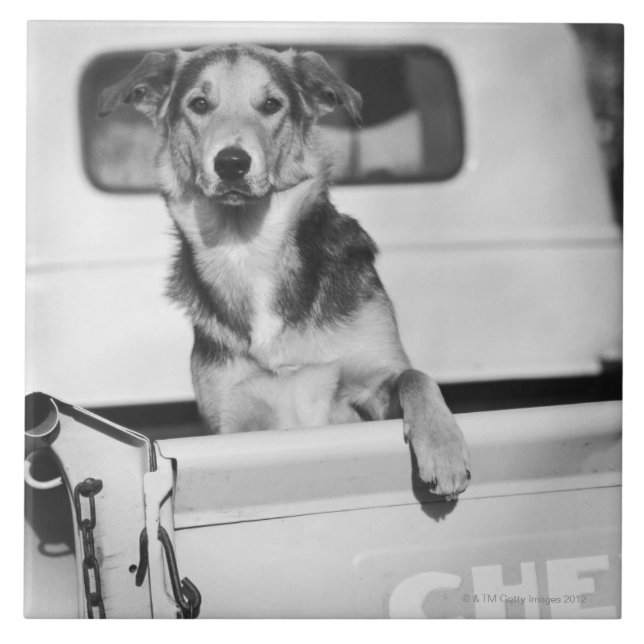 Carreau En Céramique Un chien dans une voiture (Devant)