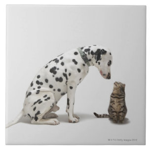 Carreau En Céramique Un chien regardant un chat