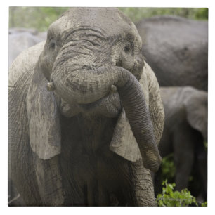 Carreau En Céramique Un jeune éléphant africain (africana de Loxodont