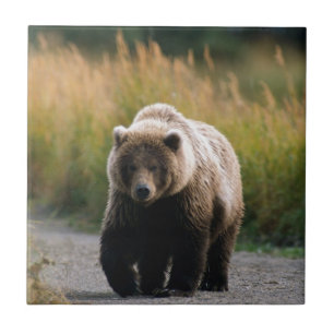 Carreau En Céramique Un ours Brown marchant sur une traînée