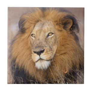 Carreau En Céramique Un portrait d'un Lion regardant au loin