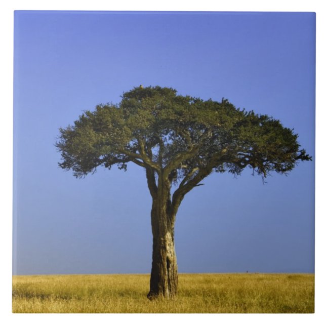 Carreau En Céramique Un seul acacia dans les plaines herbeuses, Masai M (Devant)